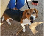 Small Photo #1 Beagle Puppy For Sale in Tucson, AZ, USA
