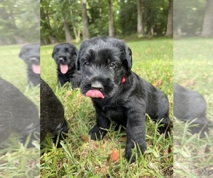 Schnauzer (Giant) Litter for sale in GRIMESLAND, NC, USA