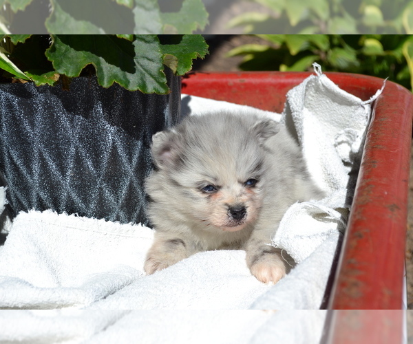 Medium Photo #2 Pomeranian Puppy For Sale in GREENWOOD, WI, USA