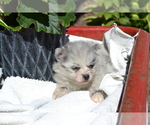 Small #1 Pomeranian