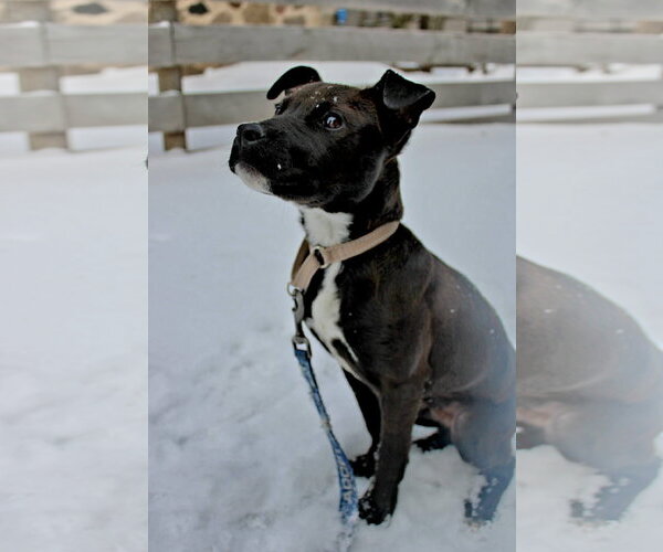 Medium Photo #3 Mutt Puppy For Sale in New London, WI, USA