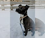 Small #2 Mutt