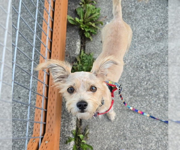 Medium Photo #1 Chihuahua-Unknown Mix Puppy For Sale in Bellevue, WA, USA