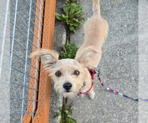 Princess - Female Chihuahua-Unknown Mix Dog for Adoption