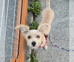 Princess - Female Chihuahua-Unknown Mix Dog for Adoption - Small photo