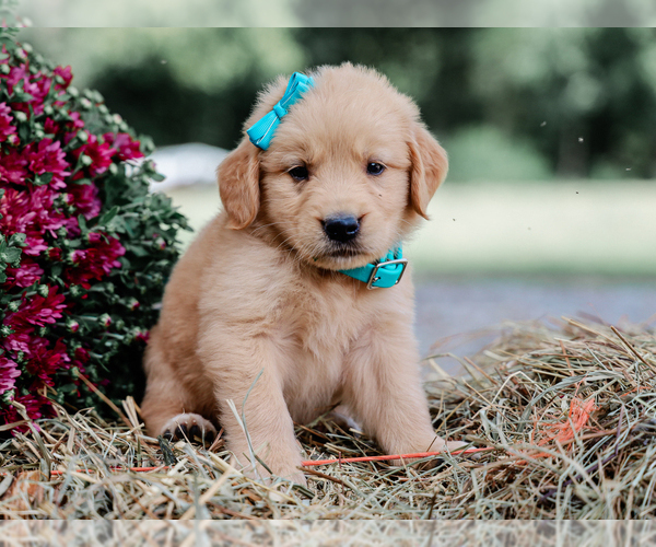 Medium Photo #4 Golden Retriever Puppy For Sale in LIBERTY, KY, USA