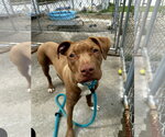 Small #1 Chocolate Labrador retriever Mix