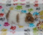 Small #2 Pomeranian