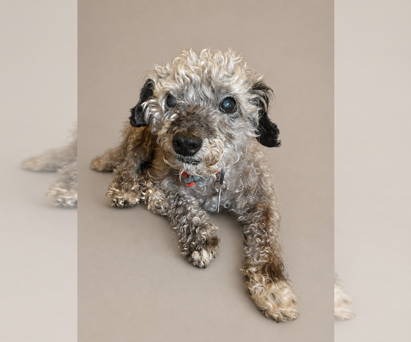 Medium Photo #1 Poodle (Miniature) Puppy For Sale in Greenbelt, MD, USA
