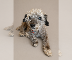 Small Poodle (Miniature)