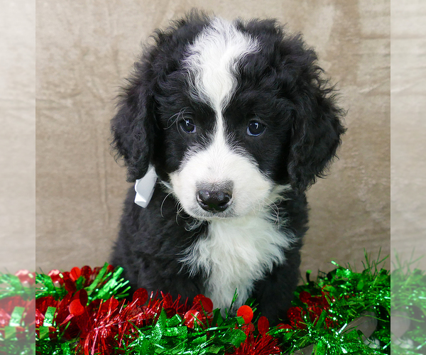 Medium Photo #2 Bernedoodle (Miniature) Puppy For Sale in ROY, UT, USA
