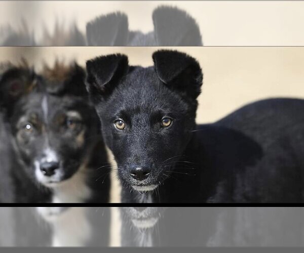 Medium Photo #11 Australian Shepherd-Unknown Mix Puppy For Sale in Minneapolis, MN, USA