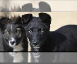 Small Photo #11 Australian Shepherd-Unknown Mix Puppy For Sale in Minneapolis, MN, USA