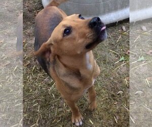 JuJu Mac - Male Mutt Dog for Adoption - Photo #2