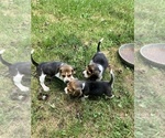 Small #9 Beagle