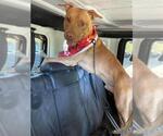 Small #1 American Pit Bull Terrier