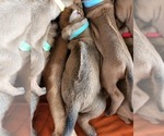 Small Photo #12 Rhodesian Ridgeback Puppy For Sale in LOCKHART, TX, USA