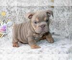 Small #3 English Bulldog