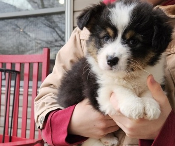 Medium Photo #1 Pembroke Welsh Corgi Puppy For Sale in MILTON, WI, USA