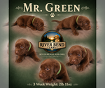 Puppy Mr Green Labrador Retriever