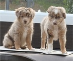 Small #2 Miniature Australian Shepherd
