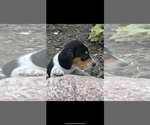 Small #1 Dachshund