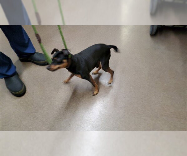 Medium Photo #1 Miniature Pinscher Puppy For Sale in Aurora, IL, USA