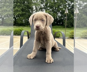 Labrador Retriever Puppy for sale in FRANKLIN, IN, USA