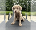 Image preview for Ad Listing. Nickname: Lily