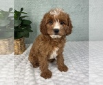 Small #4 Cavapoo