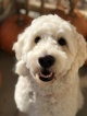 Small Photo #1 Goldendoodle Puppy For Sale in FORT COLLINS, CO, USA