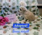 Puppy ADOPTED Violet Maltipoo (Miniature)