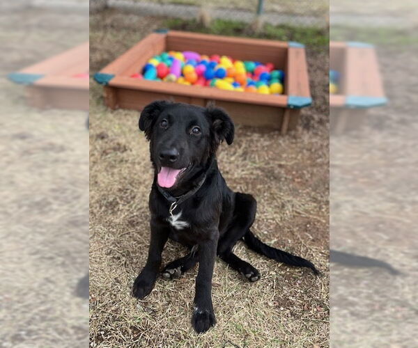 Medium Photo #1 Mutt Puppy For Sale in Oak Bluffs, MA, USA