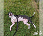 Small Photo #9 Pointer-Retriever  Mix Puppy For Sale in Washington, DC, USA