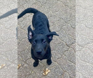 Mack - Male Labrador Retriever-Unknown Mix Dog for Adoption - Photo #7