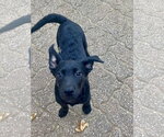 Small Photo #7 Labrador Retriever-Unknown Mix Puppy For Sale in Hillsboro, MO, USA