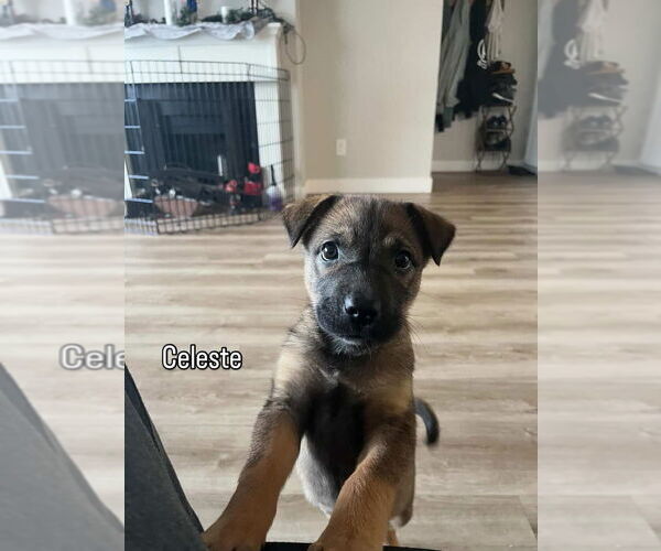 Medium Photo #4 Siberian Husky-Unknown Mix Puppy For Sale in Dana Point, CA, USA