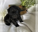 Small Photo #3 Cavapoo Puppy For Sale in MARQUAND, MO, USA