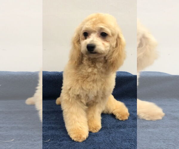 Medium Photo #2 Bichon Frise-Unknown Mix Puppy For Sale in Lincolnwood, IL, USA