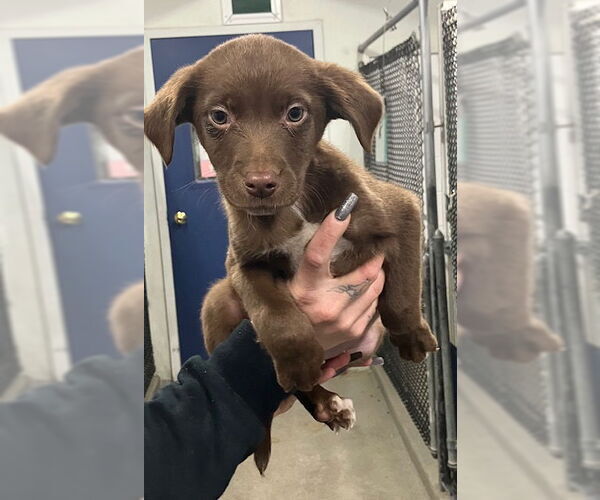 Medium Photo #1 Labrador Retriever-Unknown Mix Puppy For Sale in Sterling, MA, USA