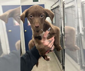 Labrador Retriever-Unknown Mix Dogs for adoption in Sterling, MA, USA