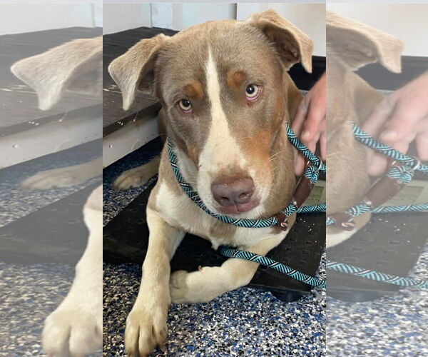 Medium Photo #6 Australian Shepherd-Unknown Mix Puppy For Sale in Ridgefield, CT, USA