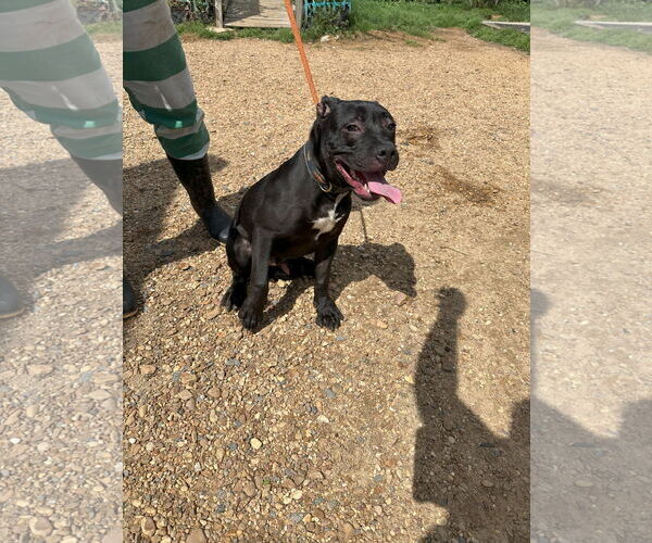 Medium Photo #1 Mutt Puppy For Sale in Jackson, MS, USA