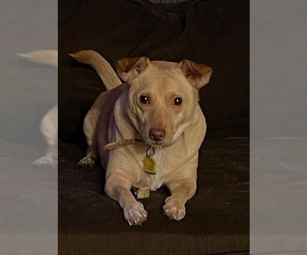 Medium Photo #1 Chihuahua-Unknown Mix Puppy For Sale in San Antonio, TX, USA