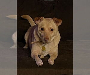 Chihuahua-Unknown Mix Dogs for adoption in San Antonio, TX, USA