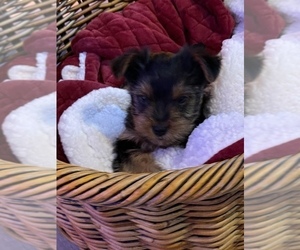 Yorkshire Terrier Puppy for Sale in O FALLON, Missouri USA