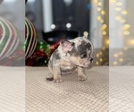 Small Photo #4 French Bulldog Puppy For Sale in HILTON, NY, USA