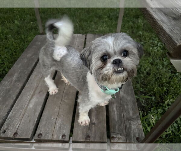 Medium Photo #1 Shih Tzu Puppy For Sale in St. Louis Park, MN, USA