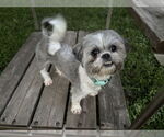 Small Shih Tzu