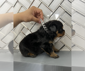 Rottweiler Puppy for sale in HESPERIA, CA, USA